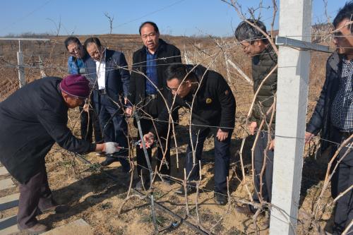 在示范基地考察指導葡萄冬季管理.jpg