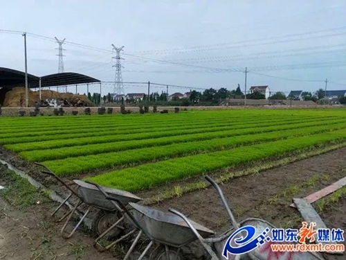 1587346214765476.jpg 1.jpg