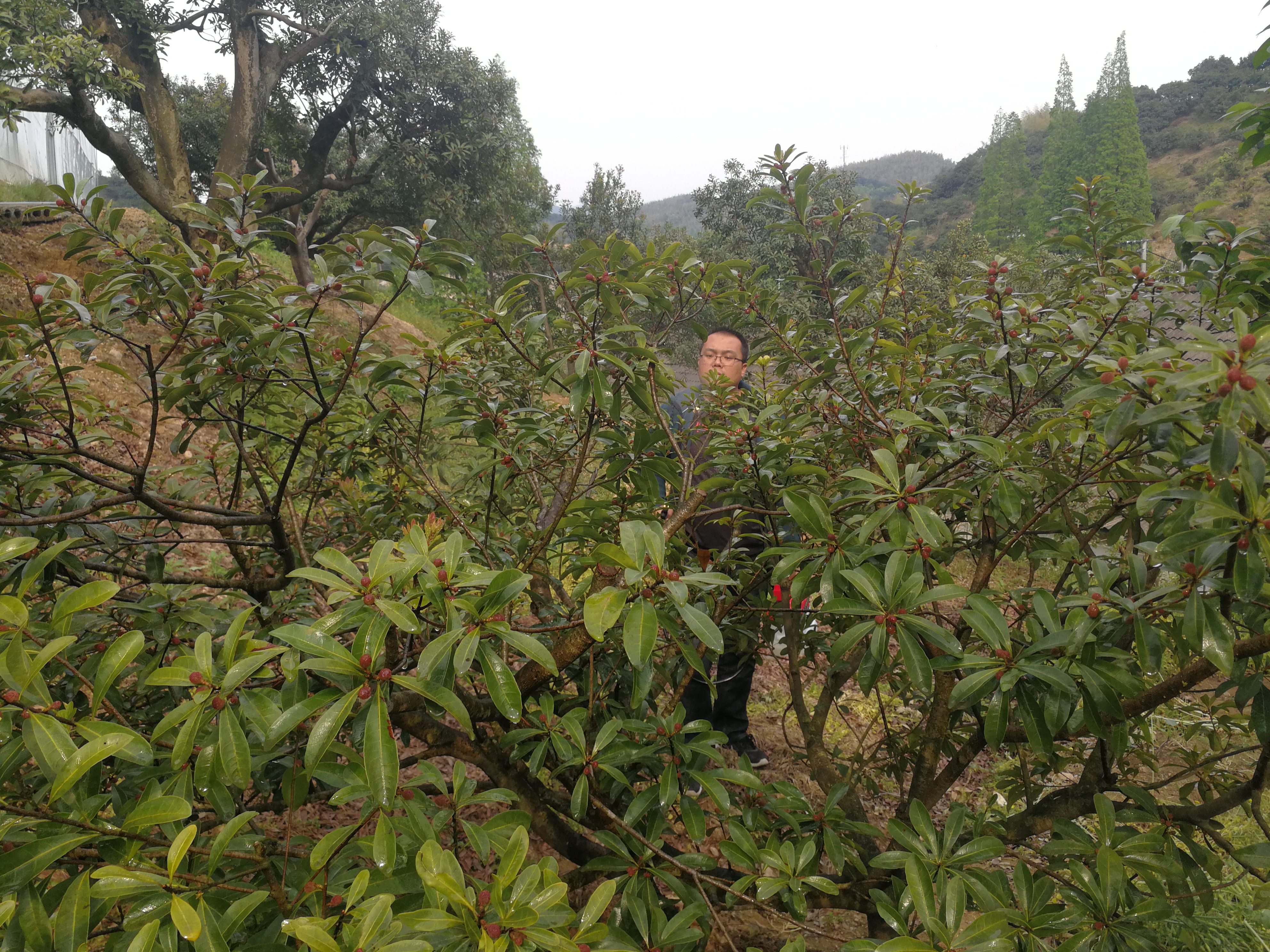 1588823340237072.jpg 1588823340237072.jpg